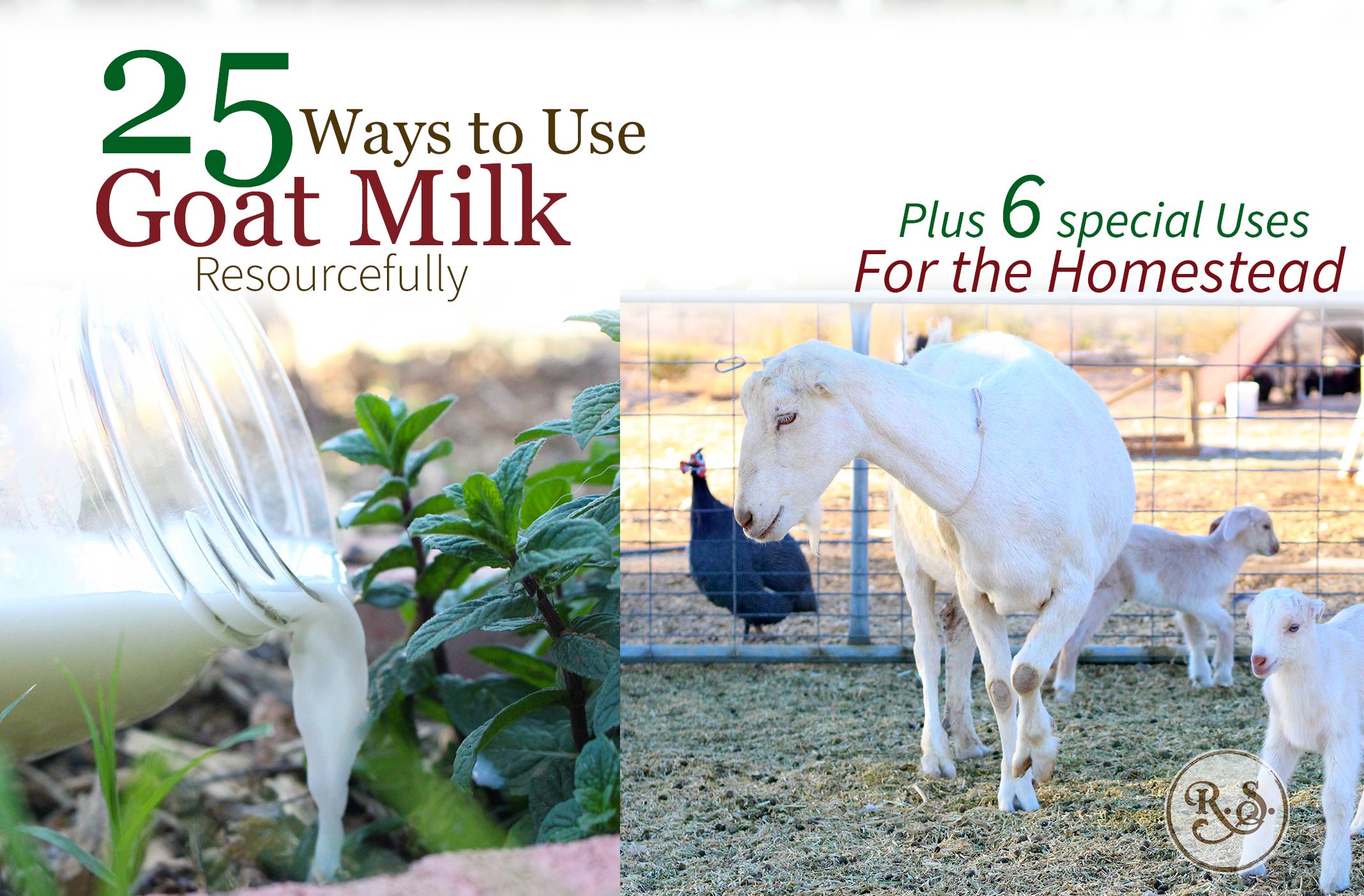 Dairy goat milk is a wonderful resource on the homestead. Once you start milking goats you’ll have times when you have way more milk than your family can drink!