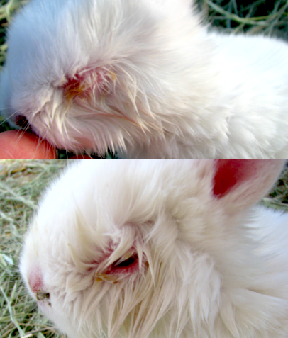 Natural Eye Infection Remedy for Rabbits, Cows, Goats, Sheep