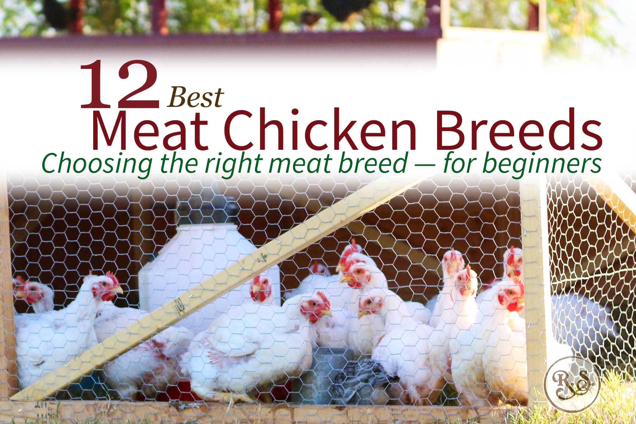 Meat Chicken Breeds: 12 - Best