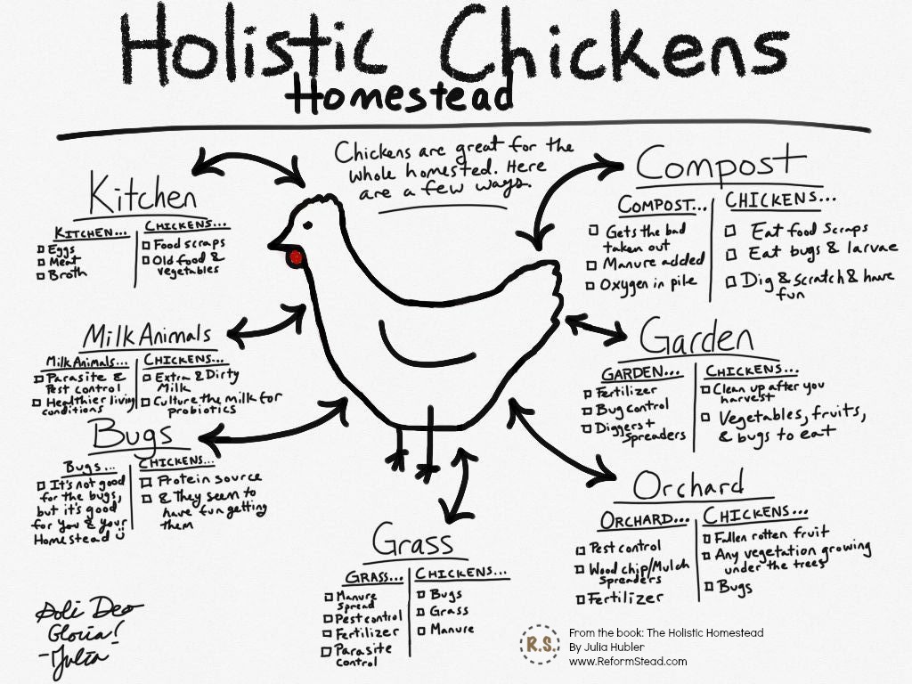 I’m writing a book!!! The Holistic Homestead. This book is designed so you SEE your homestead as a orderly system. Instead of aimlessness, it’s how-to homestead with purpose!