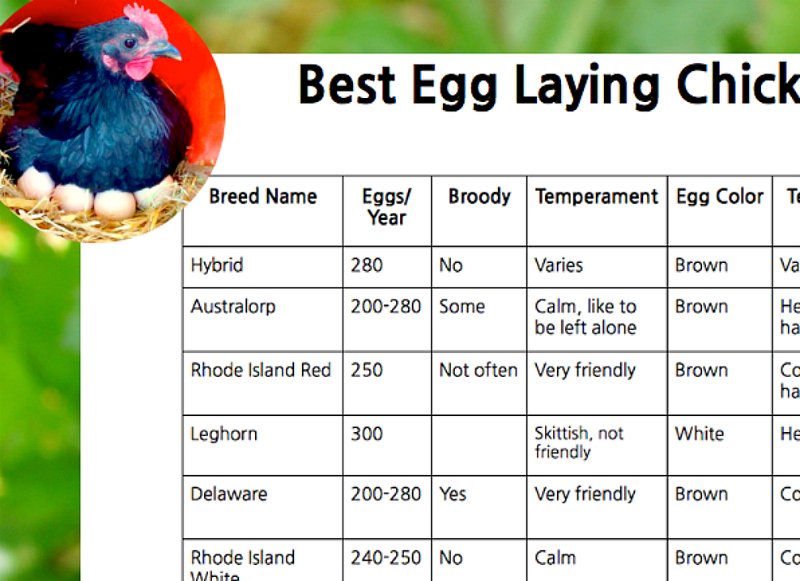 Best Egg Laying Chickens Chart