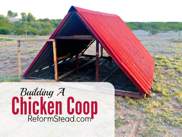 7 Things To Know Before Building A Chicken Coop