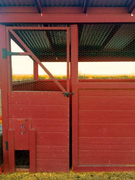 Automatic Chicken Coop Door Globalcm