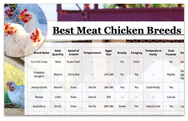 Best Meat Chickens Chart