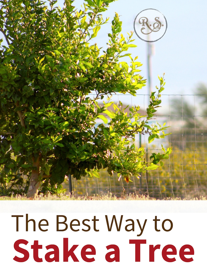 There are lots of ways to stake a tree, but do you know the best way? Learn how to stake your tree the right way today. #gardening #staketree #orchard #homesteading